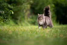 Gray Longhair Maine Coon Cat With Fluffy Tail Outdoors In Green Back Yard Walking On Lawn Looking At Camera