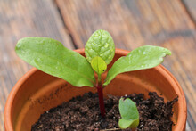 Seedling In A Pot, Malabar Spinach