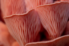 Close Up Of A Pink Oyster Mushroom In Development