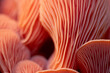 © Iktwo - pink oyster mushroom closeup