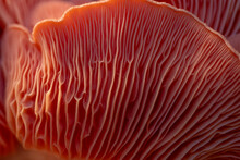 Large Close Up Of A Pink Oyster Mushroom 