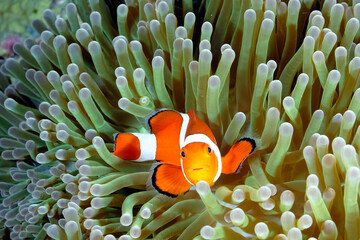 An anemone and it's Clown fish