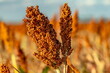 Closeup of a sorghum plant growing in a field