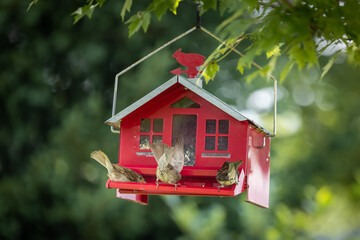 Red bird feeder