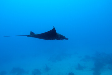 Wall Mural - A picture of a manta