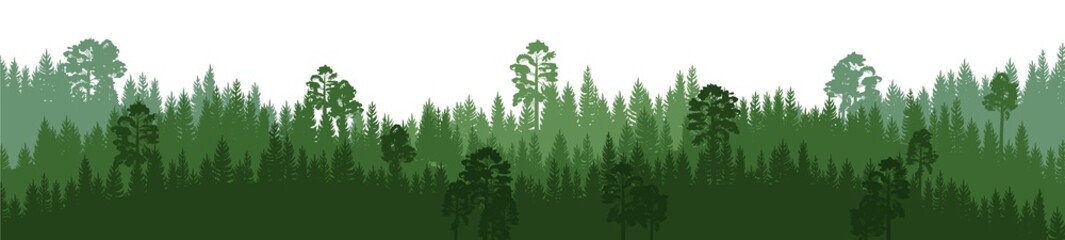 Wall Mural - pine forest. silhouettes of coniferous trees. wild landscape horizontally. nice panoramic view. beau