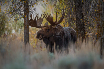 Wall Mural - big shiras moose in the autumn trees