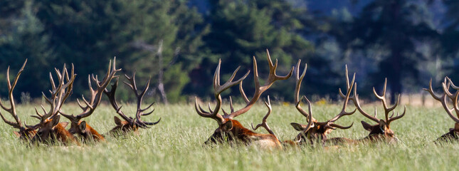 field of bull elk resting together