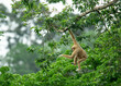 A mother gibbon jumps over a branch with her baby perched on her waist in the forest of Khao Yai National Park, Thailand. The wildlife in Thailand national park 
