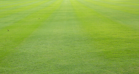 Wall Mural - green grass in the park