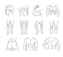 Male Body Icon Set - Thin Line Style, Vector Collection