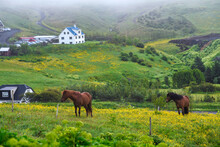 Landscape View Of Valley On Summer Morning And Misty, Two Horses On Green Fields And Yellow Wild Flowers, Rural Farm In Small Town In Iceland, Fresh And Relaxing Atmosphere.