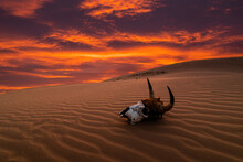 Skull At Sunset In The Desert. Sand Dunes And Beautiful Desert Landscape.