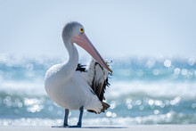 Australian Pelican On The Beach With The Ocean In The Background