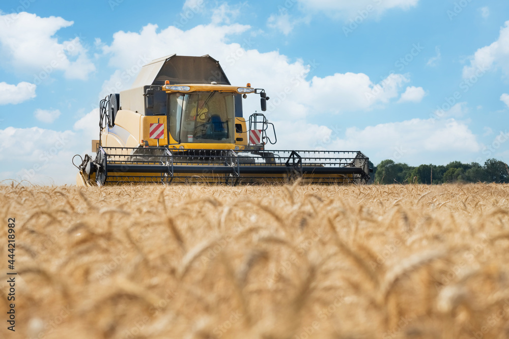Les moissons de blé en juillet en France - obrazy, fototapety, plakaty 