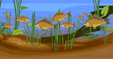 Canvas Print - Underwater pond landscape with carps