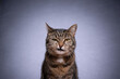 portrait of a tabby shorthair cat looking at camera angry on gray background with copy space