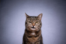 Portrait Of A Tabby Shorthair Cat Looking At Camera Angry On Gray Background With Copy Space