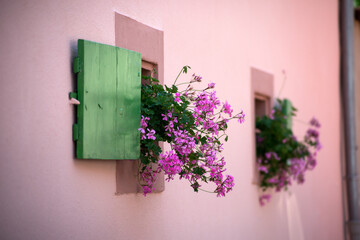 Wall Mural - Closeup of pink geraniums flowers blomming in a house facade in the street