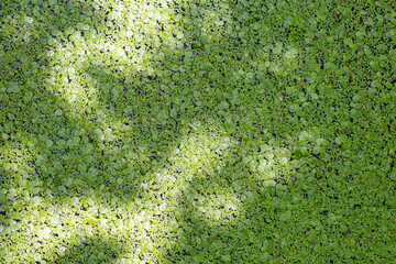 texture Lemnaceae weeds on the surface of the fish pond in the garden