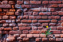 Texture And Background From The Wall Of Old Red Bricks. Dandelion Growing On A Wall Of Bricks.