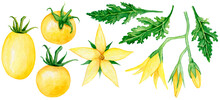 Yellow Tomato, Flowers And Leaves Watercolor Illustration. Isolated Clipart Element On White Background