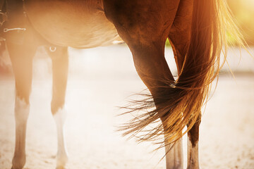 A beautiful sorrel horse with a long tail stands in the arena, illuminated by sunlight on a summer day. Equestrian sports. Horse riding.