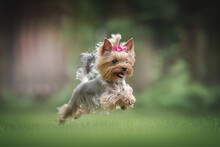 A funny female Yorkshire terrier with a pink bow running among the green grass against the backdrop of a juicy summer landscape. Paws in the air. The mouth is open. Crazy dog