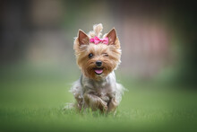 A funny female Yorkshire terrier with a pink bow running among the green grass against the backdrop of a juicy summer landscape. Paws in the air. The mouth is open. Crazy dog
