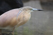  squacco heron is in the pond	
