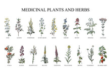 Medicinal Plants And Herbs Collection - Vintage Illustration From Larousse Du Xxe Siècle