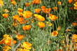 field of yellow opium poppy