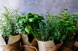 Assorted fresh herbs growing in pots, outdoors in the garden in a close up view on leafy green basil and rosemary. Mixed fresh aromatic herbs growing in pot.