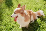 Fototapeta Psy - Portrait of a dog of the Corgi breed on a background of green grass on a sunny day in the park