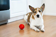 Funny, sad dog playing at home with a ball. Squeaky pet toy