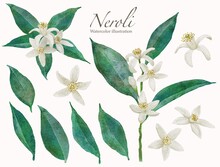 ネロリの花の水彩画イラスト