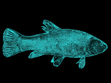 Illustration Of A Fish Tench Glowing In Blue On A Black Background.