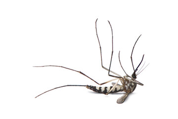 close-up died mosquito isolated on white background.