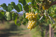 Chardonnay Grapes In France, Burgundy