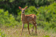 A Whitetail Fawn Looking At Me In Curiosity.