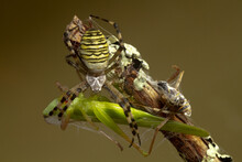 Argiope Spider With Grasshopper In Cobweb