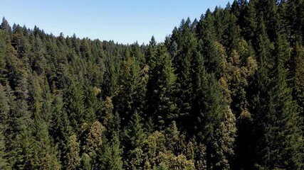 Wall Mural - Panning down over coastal redwood forest in California 