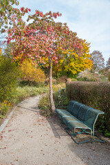 Wall Mural - autumnal Westpark Munich, walkway with bench, cherry trees with colorful leaves