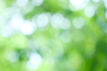Wall Mural - bokeh blur tree nature background with sunlight on summer. spring season.