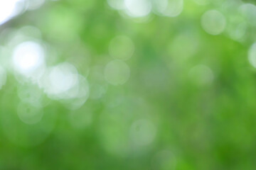 Wall Mural - bokeh blur tree nature background with sunlight on summer. spring season.