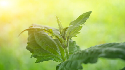 Wall Mural - green leaves with flare light