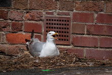 A Seagull Nesting On The Ground In A Car Park In Aberystwyth
