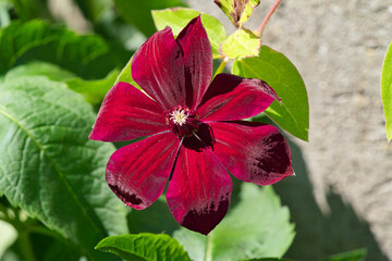 Red Rebecca clematis flower head close up, white visible stamens and pollen. Macro photography.