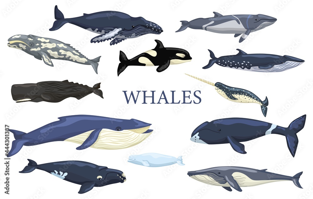 Set whales isolated on white background. Collection ocean animals Stock ...