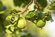 Young green unripe apples on a tree branch